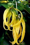 ������ ����� �����