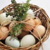 Куриные яйца: универсальный и незаменимый продукт