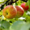 яблоки полезные свойства и противопоказания