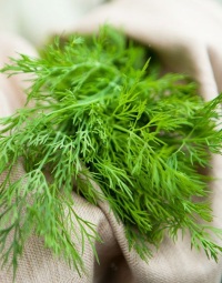 Укроп: полезные свойства и противопоказания ароматной травы 