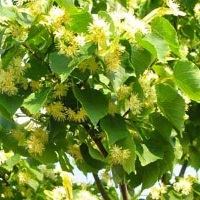 Липа: полезные свойства и противопоказания цветущего растения 