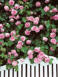 правила ухода за розами весной
