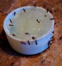 избавление от муравьев в доме
