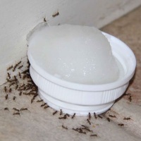 средство против муравьев