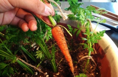 морковь на подоконнике